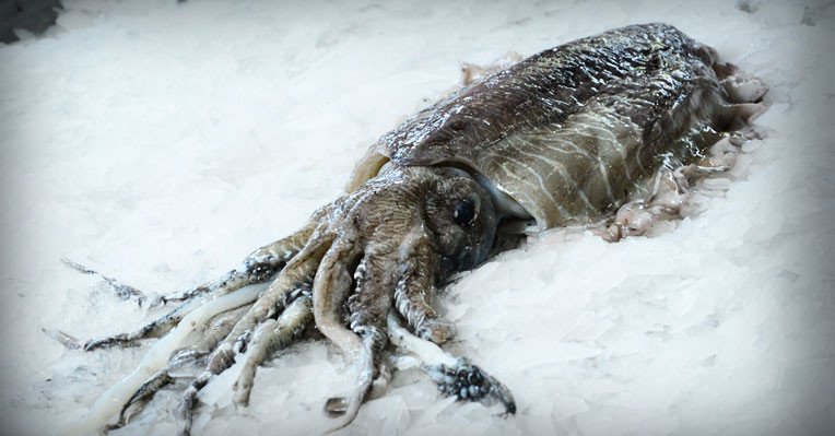 Cuttlefish